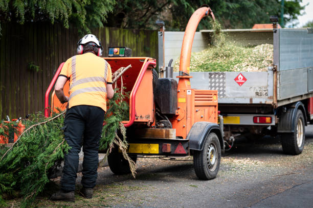 Best Tree Root Removal  in Mehlville, MO